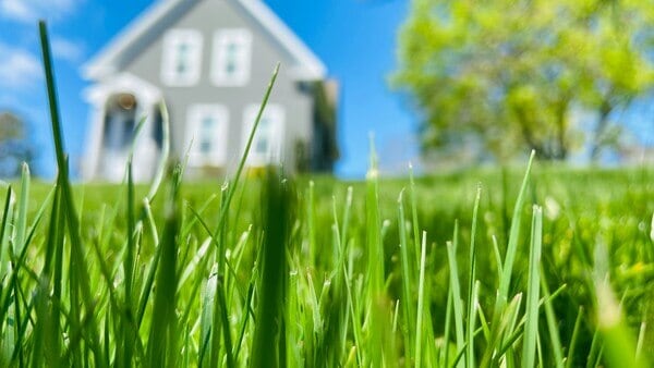 Houses For Rent in Sofia 14 Close up view of grass in front of a blurred house for rent.