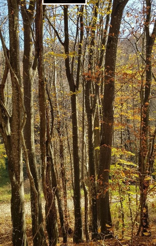 Парцел 3574 кв.м за продажба в Априлци | Панорамна гледка