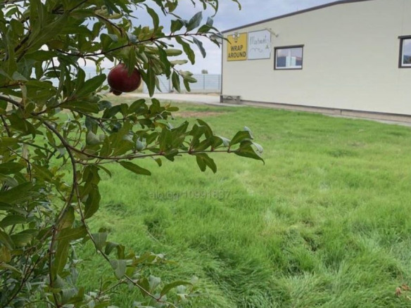 Industrial Space 500 sqm for Sale in Gorno Botevo | Licensed Honey Facility 8 Pomegranate tree with ripe fruit overlooking industrial property