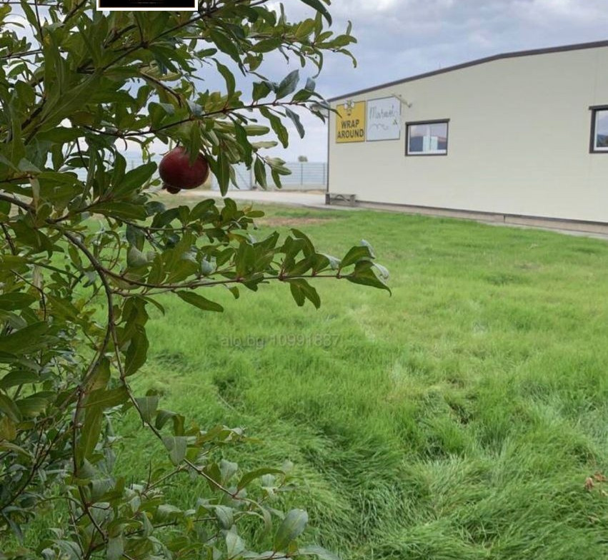 Медна pomegranate tree with ripe fruit on green field