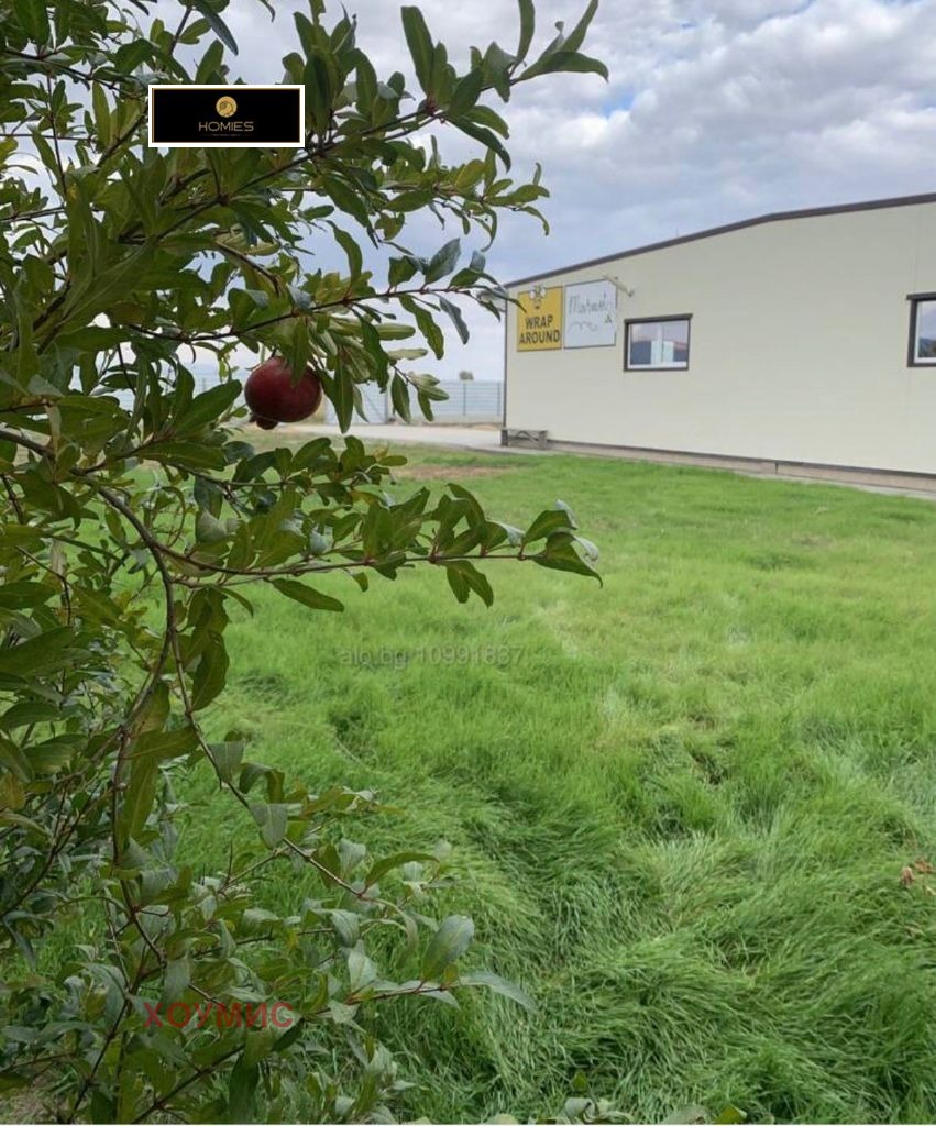 Медна pomegranate tree with ripe fruit on green field