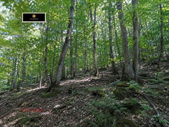 Agricultural Land 9250 sqm for Sale in Gabrovo | Near Sokolski Monastery 8 Dense forest vegetation on agricultural land plot