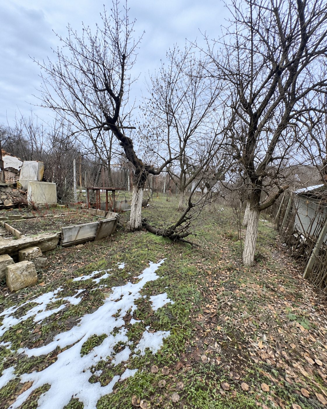 Young fruit trees orchard with metal fencing