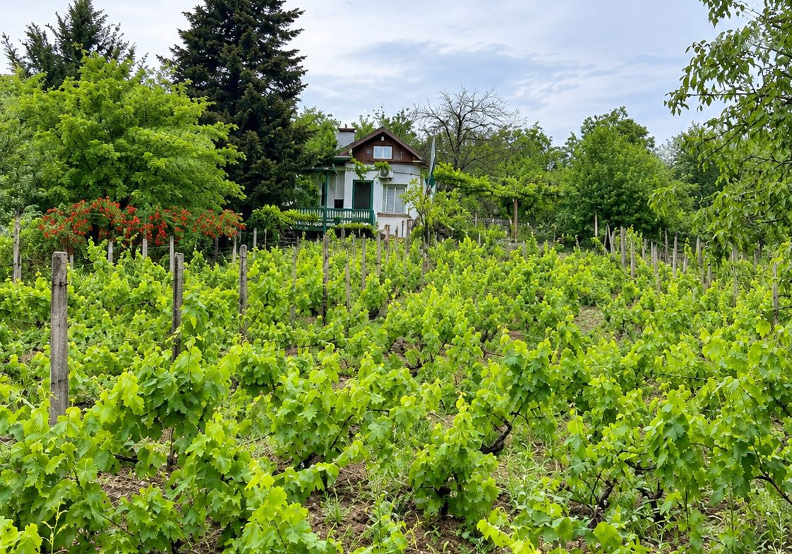 Villa surrounded by vineyard with red trim