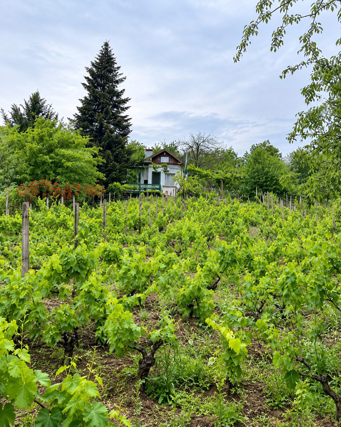 Villa surrounded by vineyard with red trim