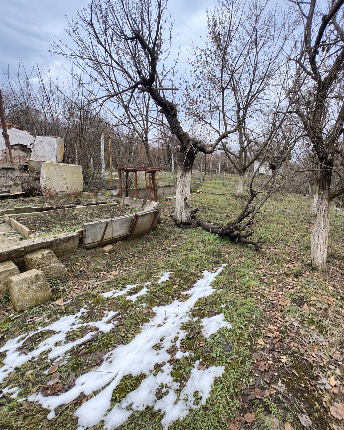Vine rows with lush green leaves and terrace